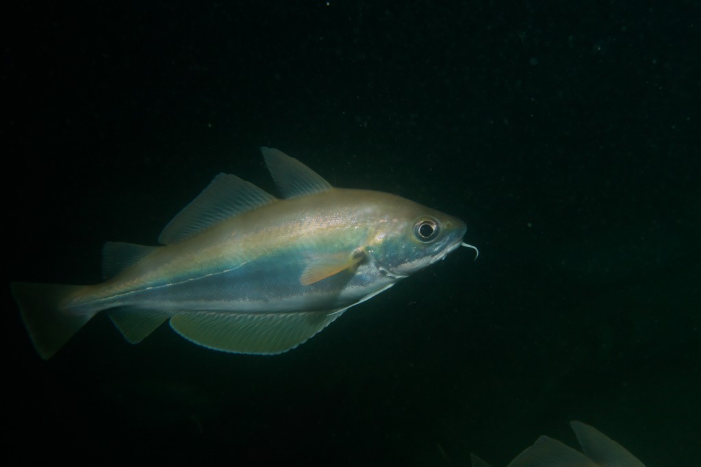 Trisopterus luscus (Merluzzetto bruno)